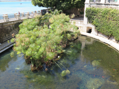 Aretusa fountain Supposedly a very ancient spring, Syracuse, Sicily 2014