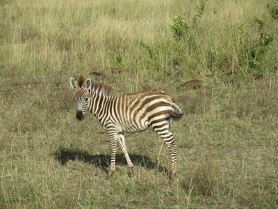 Photogenic zebra foal, The Supporting Cast, Kenya 2015