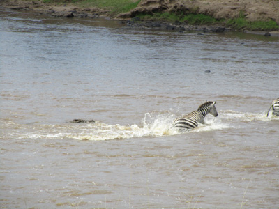 Lurking crocs, Zebra Crossings, Kenya 2015