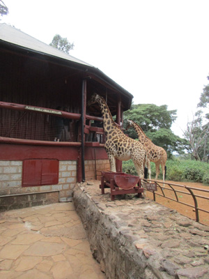 Giraffe Center, Kenya 2015