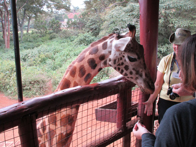 Giraffe Center, Kenya 2015