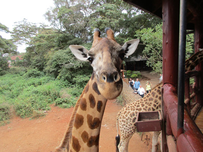 Giraffe Center, Kenya 2015