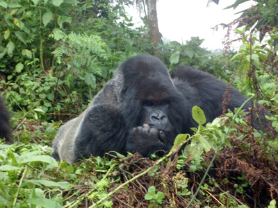 Volcanoes&nbsp;National&nbsp;Park, Rwanda 2015