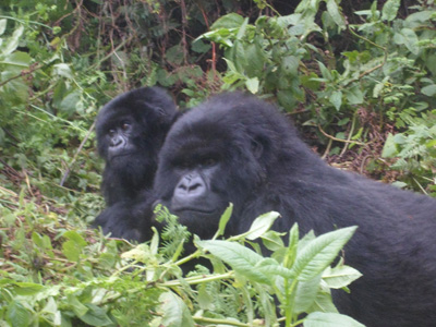 Volcanoes&nbsp;National&nbsp;Park, Rwanda 2015