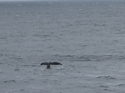Humpback Whales, Antarctica: Ocean Wildlife
