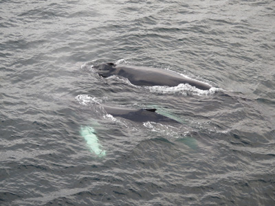 Humpback Whales, Antarctica: Ocean Wildlife