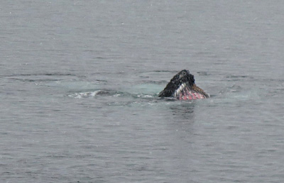 Humpback Whales, Antarctica: Ocean Wildlife