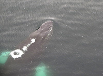 Humpback Whales, Antarctica: Ocean Wildlife