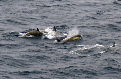 Killer Whales, Antarctica: Ocean Wildlife