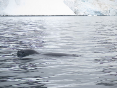 Leopard Seal, Antarctica: Ocean Wildlife