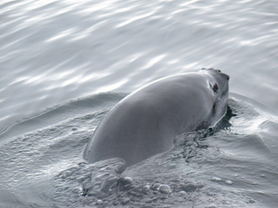 Leopard Seal, Antarctica: Ocean Wildlife