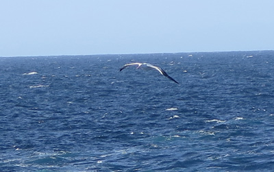 The Wandering Albatross, Antarctica: Ocean Wildlife
