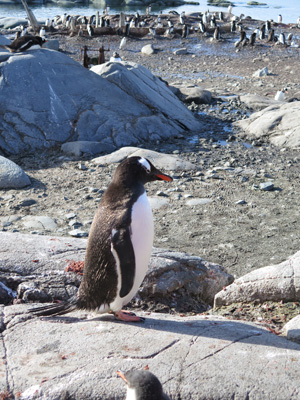 Port Lockroy, Antarctica: Landings