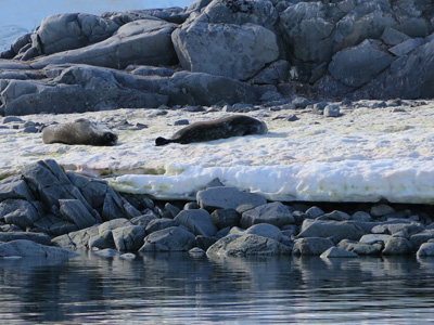 Weddell Seals, Port Lockroy, Antarctica: Landings