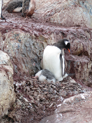 Petermann Island, Antarctica: Landings