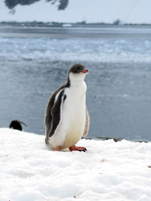 Petermann Island, Antarctica: Landings