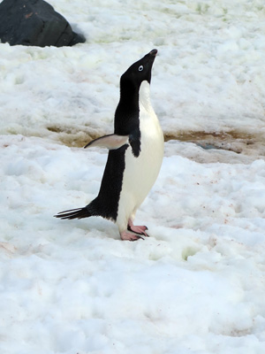 Petermann Island, Antarctica: Landings