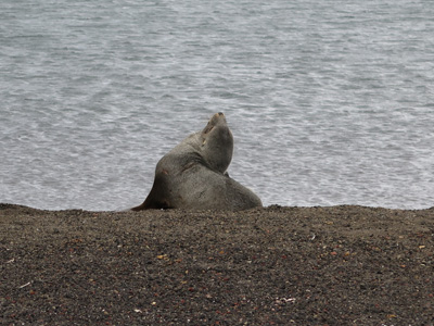 Deception Island, Antarctica: Landings