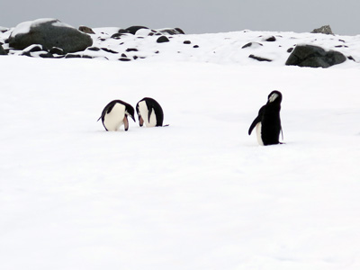 Half Moon Island, Antarctica: Landings
