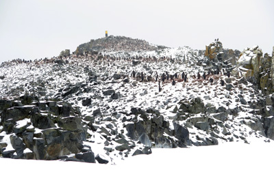 Half Moon Island, Antarctica: Landings