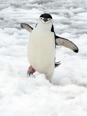 Half Moon Island, Antarctica: Landings