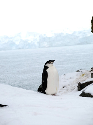 Half Moon Island, Antarctica: Landings