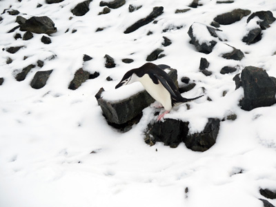 Half Moon Island, Antarctica: Landings