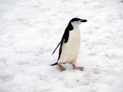 Half Moon Island, Antarctica: Landings