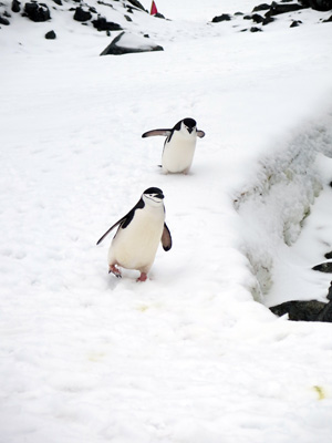 Half Moon Island, Antarctica: Landings
