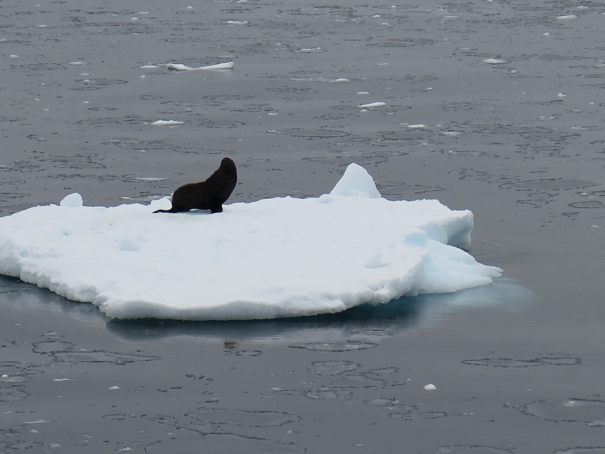 Antarctica: Sea and Ice, 18 miles East of Neko Harbou