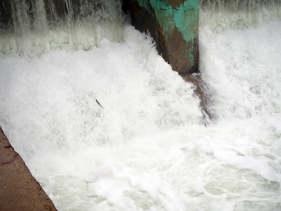 Downstream: Fish trying to return to the Aral Sea, Kokaral Dam, Kazakhstan 2015