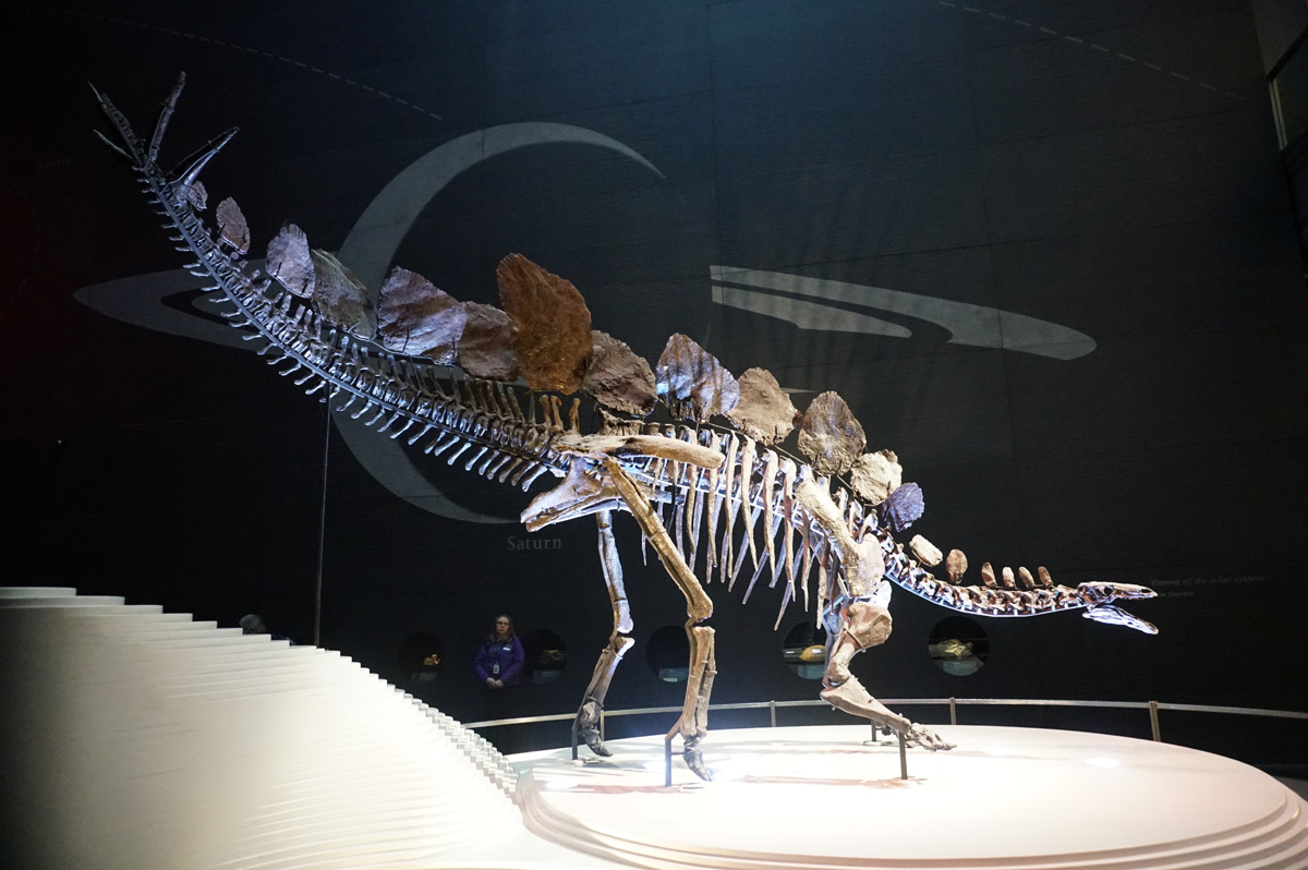 Natural History Museum, Stegosaurus