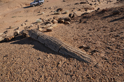 Petrified forest, El Kurru, Sudan 2016