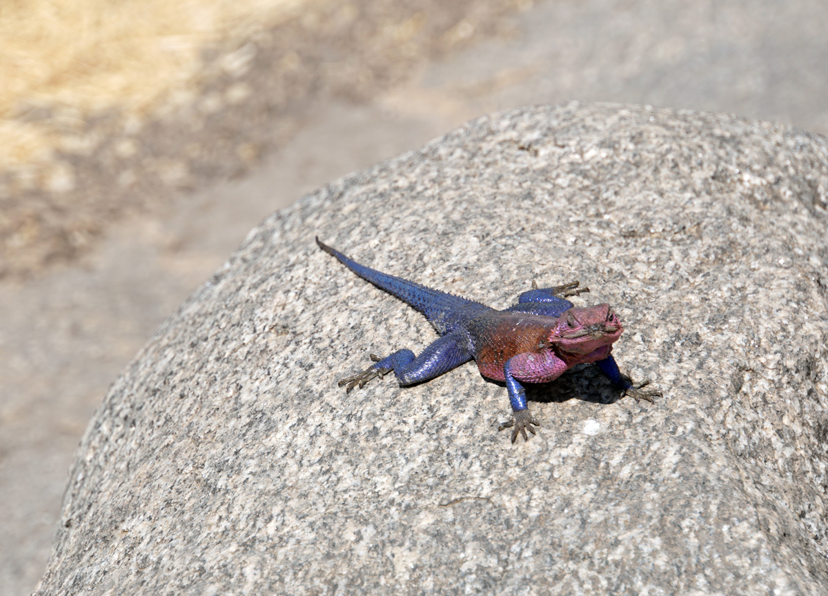 Land Safari, Colorful little lizard