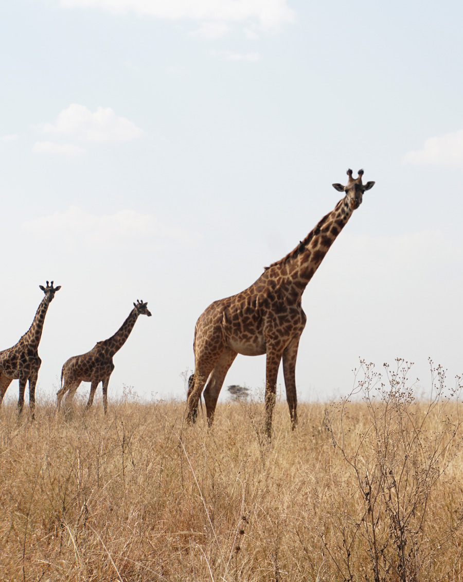 Land Safari