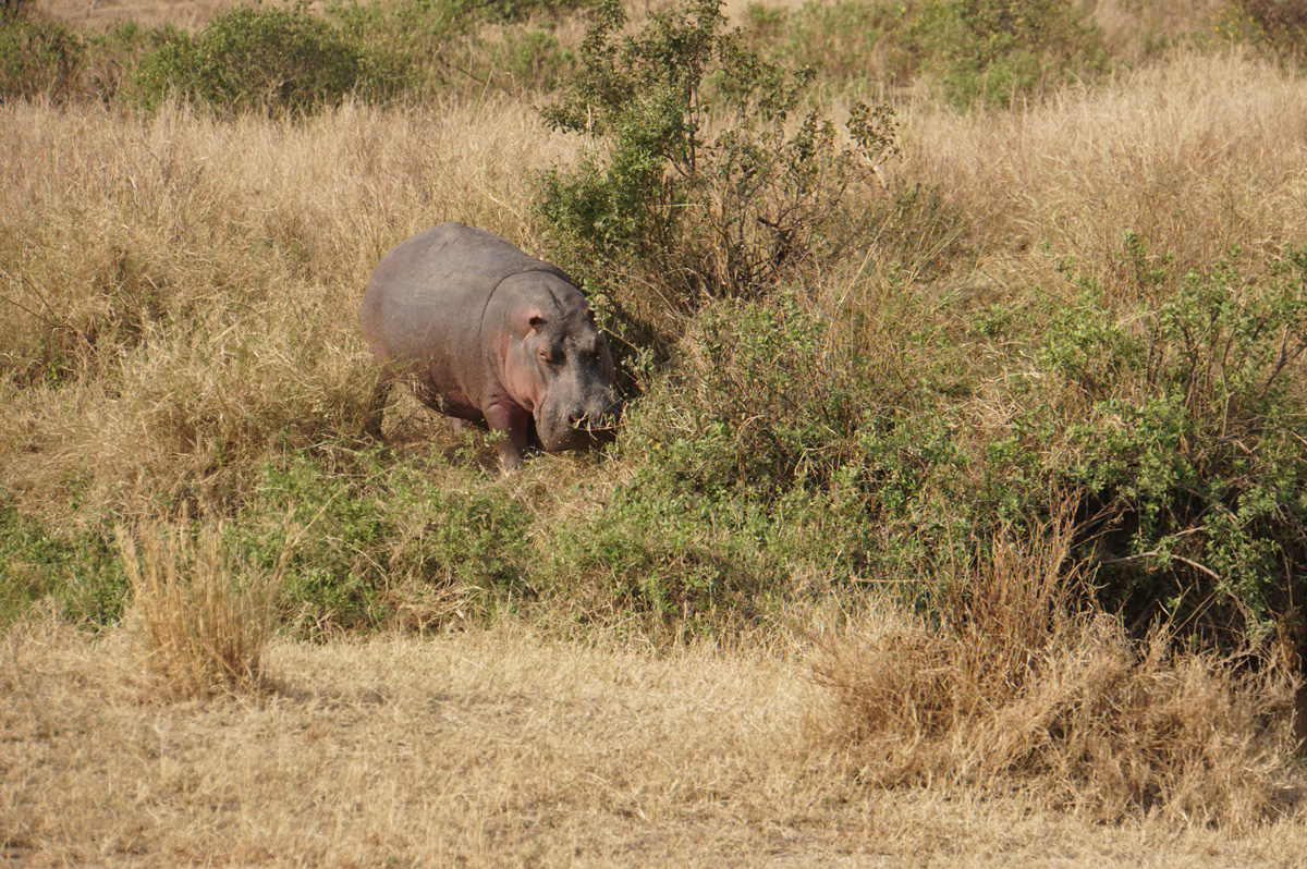 Land Safari