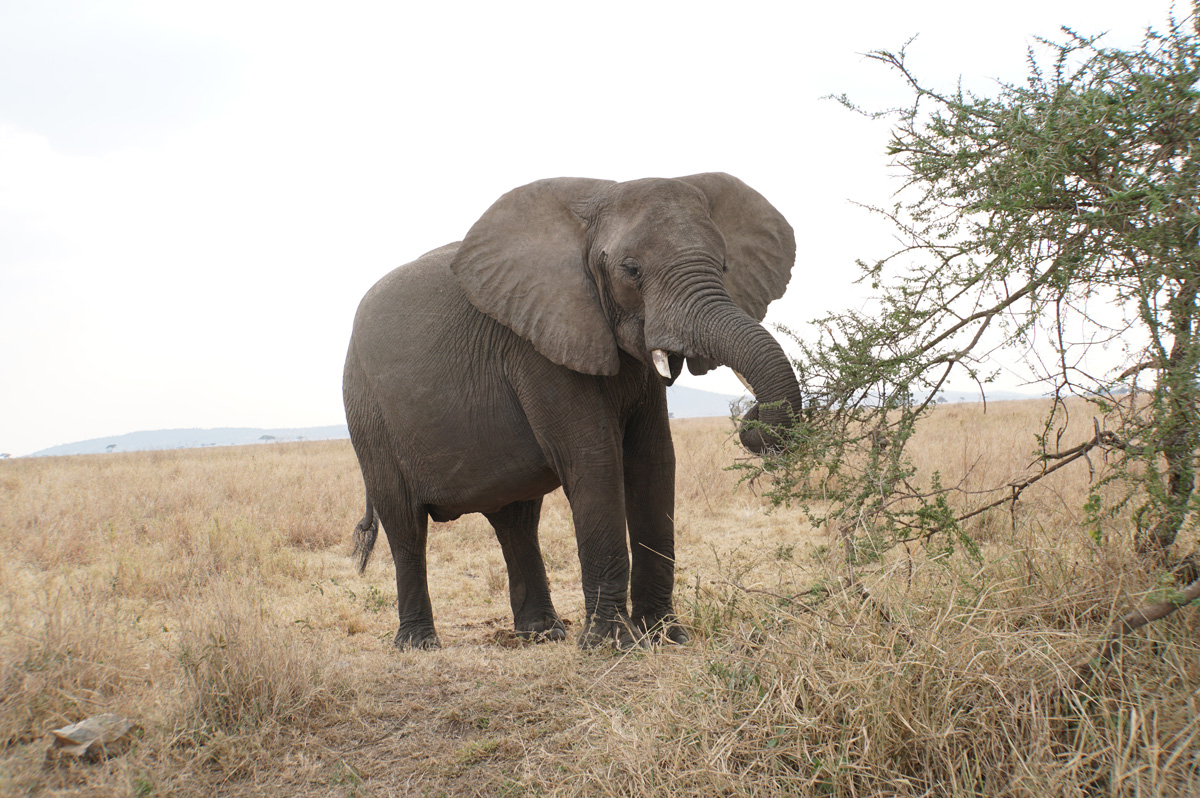 Land Safari