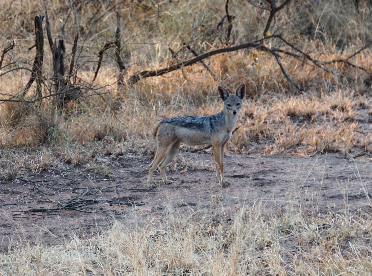 Land Safari, Black-backed Jackal