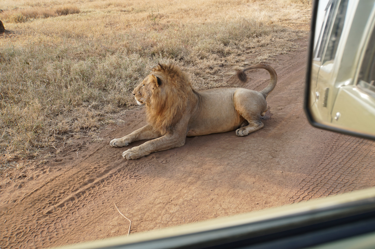 Land Safari