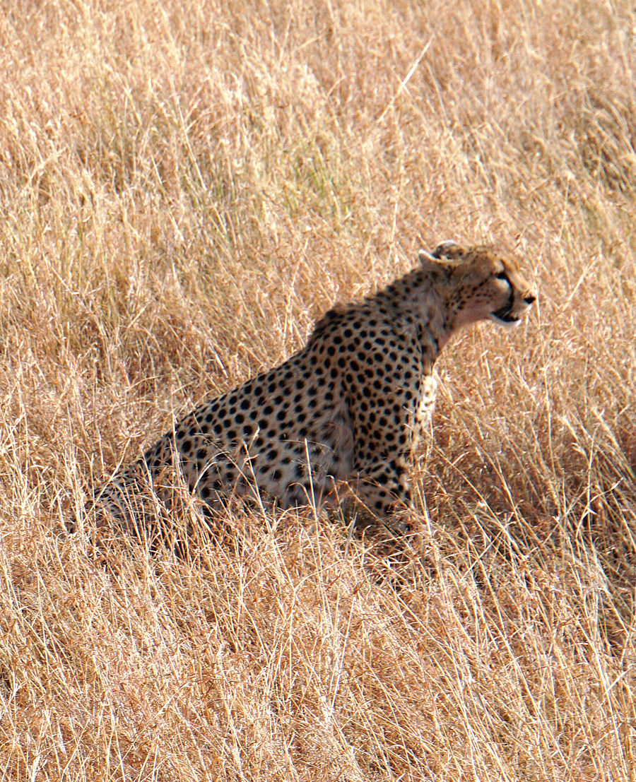 Land Safari, Very elegant cheetah