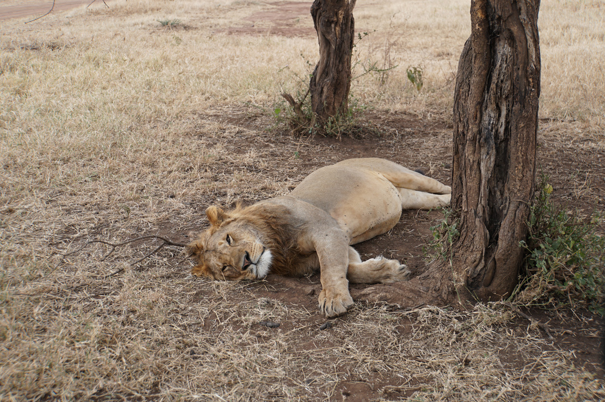 Land Safari