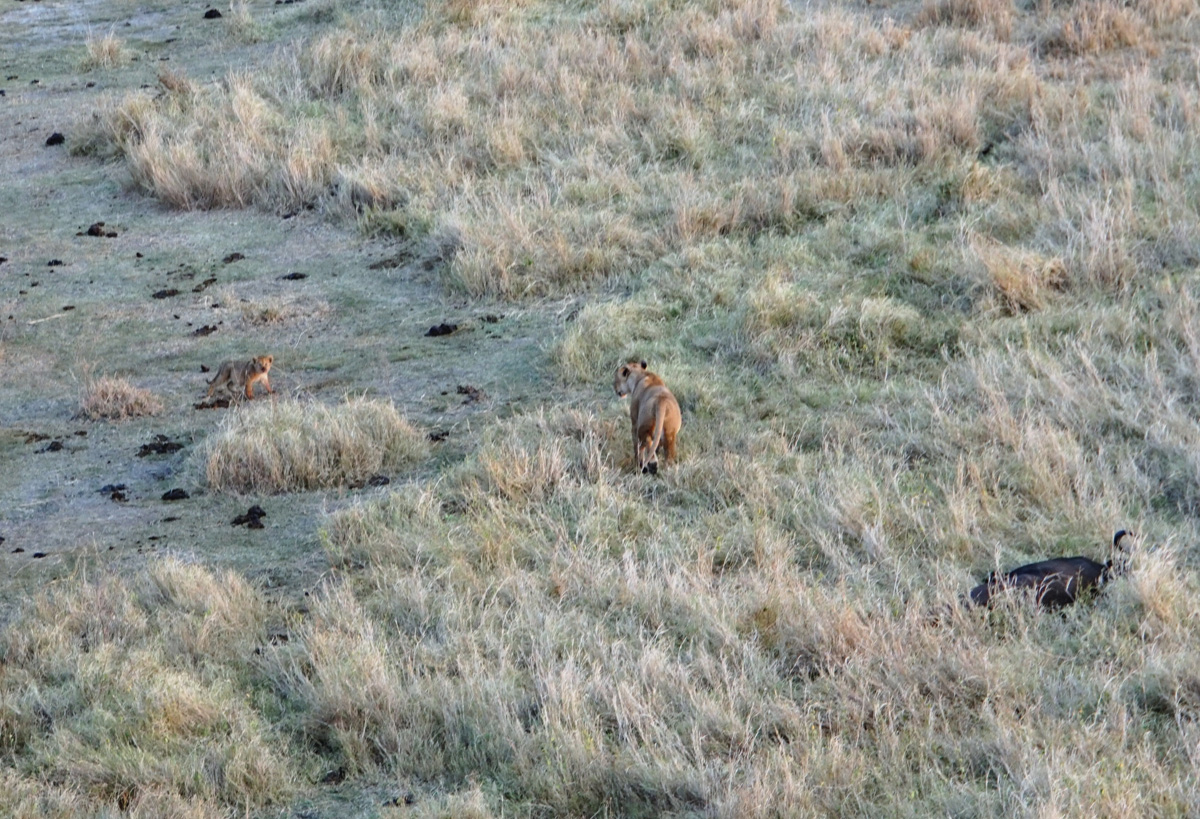 Balloon Safari, Lion + Cub