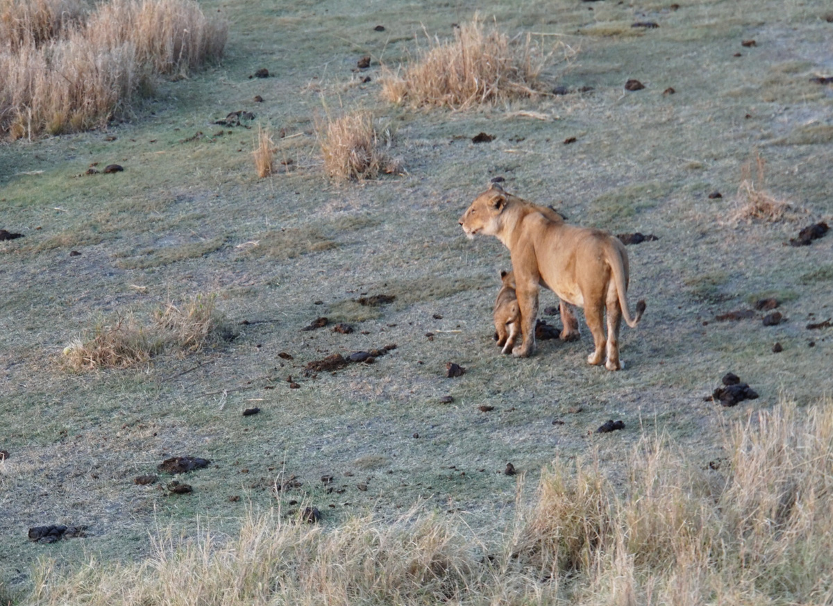 Balloon Safari, Lion + Cub