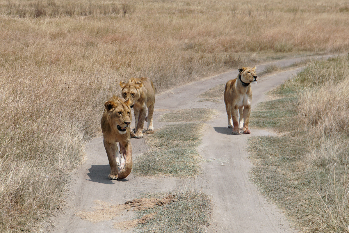 Land Safari