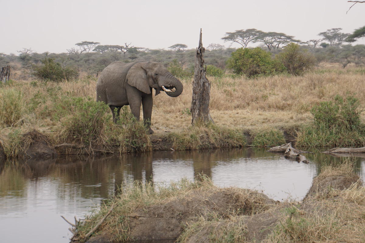Land Safari