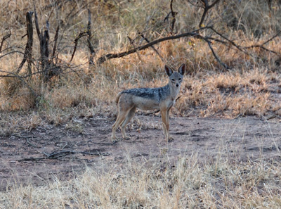Black-backed Jackal, Land Safari, Tanzania 2016 - Central Serengeti