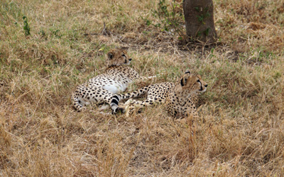 Two Cheetah brothers, Land Safari, Tanzania 2016 - Central Serengeti