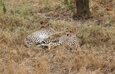 Land Safari, Tanzania 2016 - Central Serengeti