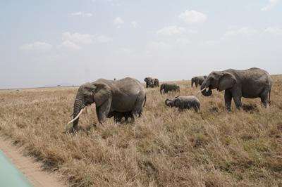 Land Safari, Tanzania 2016 - Central Serengeti