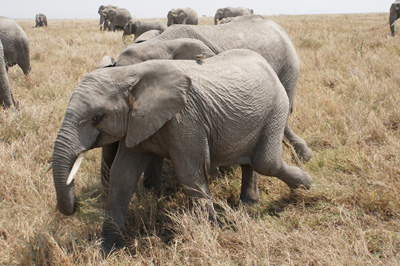 Land Safari, Tanzania 2016 - Central Serengeti